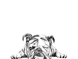 Putih, anjing, hewan, imut, membelai, potret, kecil, binatang menyusui, buldog, bertulang belakang, jenis anjing, terrier, doggy, silsilah, bulldog inggris tua, anjing seperti mamalia, carnivora, olde bulldogge inggris, mainan bulldog, hitam dan putih, hitam, satu warna, sedikit, perancis bulldog, fotografi monokrom Vanesa Novalinne Vanesanovalinne Profil Pinterest