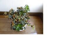 鉢植えのアザレアの葉が枯れ落ちていますがどうしてでしょうか 夜 Yahoo 知恵袋