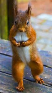 Pin Von Monique Van Auf Squirrel Paint Art Eichhornchen Niedliche Eichhornchen Lustiges Eichhornchen