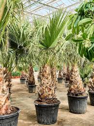 Image result for Washingtonia filifera