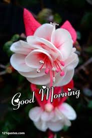 Maybe you would like to learn more about one of these? 100 Good Morning Images With Flowers To Brighten Her Day
