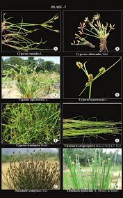 Image result for Pycreus pumilus