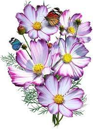 Picotee Cosmos Seeds Cosmos Bipinnatus Flower Drawing Cosmos Flowers Flower Painting