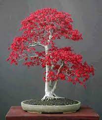 Japanese Red Maple Bonsai Tree Seeds Grow Your Own 4 99 Via Etsy Maple Bonsai Japanese Maple Bonsai Red Maple Bonsai