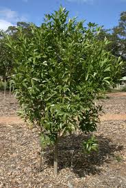 Image result for Micrococca