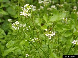 Image result for Nasturtium microphyllum