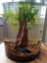 Pin By Larissa On Peixe Betta Aquarium Cool Fish Tanks Betta Tank