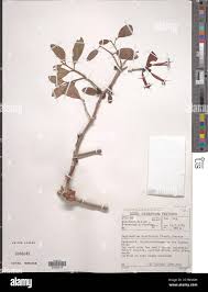 Image result for Tapinanthus