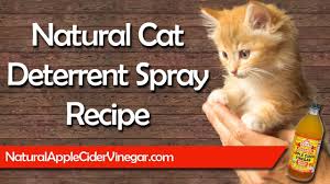 You can spray your shoes and active infestations might need a bit more aggressiveness though. Best All Natural Cat Deterrent Spray Recipe Youtube