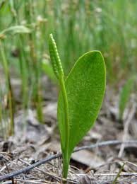 Image result for Ophioglossum thomasii