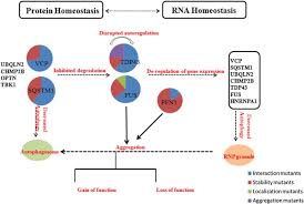 Delineating The Relationship Between Amyotrophic Lateral