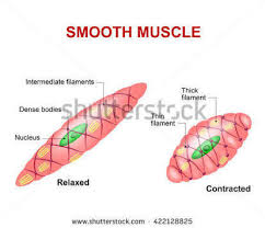 Often called striated muscles due to presence of alternate dark and light bands (straitions). Diagram Of Smooth Muscle Cell Brainly In