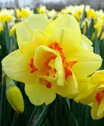 Narcissus Tahiti Tahiti Is An Award Winning Variety With Large 4 Wide Soft Yellow Flowers With A Fully Double Cup Offs Bulb Flowers Flowers Narcissus Flower