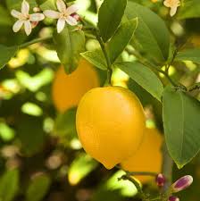 Meyer Lemon Trees Meyer Lemon Tree Lemon Tree Lemon Plant