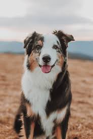 Getting your bernese mountain dog australian shepherd mix as puppies can help you avoid any complications, and here's why Australian Shepherd Pictures Download Free Images On Unsplash