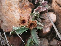 Image result for Huernia longituba