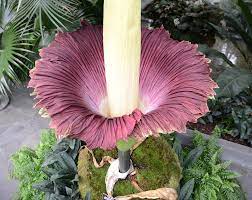 Corpse Flower Washington Dc Best Flower Wallpaper