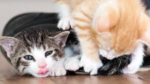 Stress can cause cats to when you first let mom out, do not pet her or make too many advances. Kitten Behavior Basics The Humane Society Of The United States