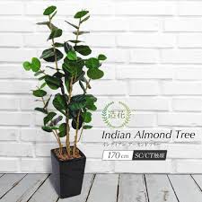 新発売 人工観葉植物 フェイクグリーン 観葉植物 造花 光触媒 大型 インテリア おしゃれ フェイク グリーン Ct触媒 お祝い 開店 開業祝い 人工観葉植物 フェイクグリーン 観葉植物 造花 光触媒 大型 ナッツの木 インディアンアーモンドツリー 170cm 鉢植 フェイク
