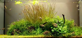 Image result for Blyxa aubertii