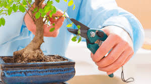 Bonsai trees like to be the only things growing in their pots. Bonsai Tree Care The Complete Guide Plantophiles