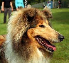 Top dog names from cartoons. 28 Funny Female Dog Names Inspired By Movie Characters Pethelpful