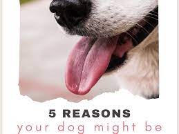 In very rare cases, this can cause sudden death. Why Is My Dog Coughing Up Foam 5 Common Causes Pethelpful