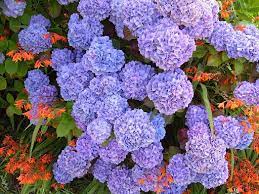 We did not find results for: 9 Frequent Hydrangea Questions Answered
