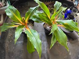 Image result for Chlorophytum filipendulum