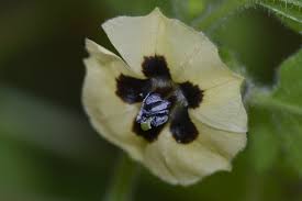 Image result for Physalis pubescens