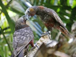 Check spelling or type a new query. Spesies Burung Kakak Tua Photo Nama Bagaimana Untuk Menentukan Jenis Burung Kakak Tua