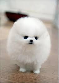 Here is the dog breeds price in india under 10'000, 15'000, and 30'000 or more. Teacup Pomeranian Puppies Price In India Pets Lovers