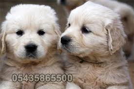 Satilik Baby Face Golden Retriever Golden Retriever Retriever