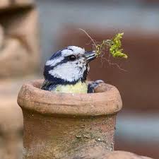 Moment S Vogel Fotos Susse Tiere Tiere
