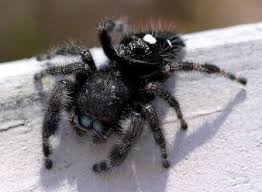 spiders jumping spider house spider spider