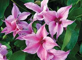 Most of the texensis are slow to establish for me. Clematis Texensis Duchess Of Albany Buy Online At Annie S Annuals