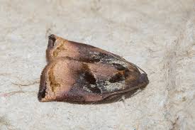 Image result for Archips podanus