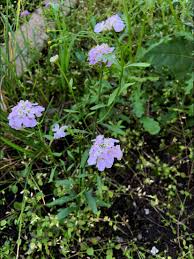 Image result for Iberis umbellata