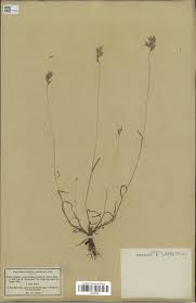 Arabe clavier virtuel en ligne. Typification Of Eight Current And Seven Related Names And A New Section In The Genus Bromus Bromeae Pooideae Poaceae