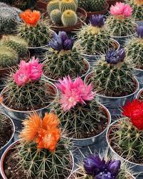 On the cacti forum, this is a common situation: How To Tell If Your Cactus Is Dying Succulent City