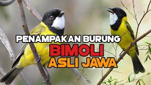 Check spelling or type a new query. Si Burung Bimoli Jawa Saudaranya Samyong Ini Kini Coba Kita Kembang Biakan Di Aviary Kita Youtube