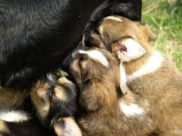 Könnte es sein, dass man selbst oder der partner eine genetisch bedingte krankheit in sich trägt und. Schwangerschaft Hund Wie Lange Sind Hunde Trachtig