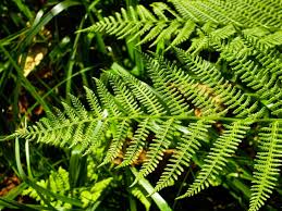 Image result for Athyrium
