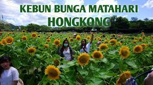 39 gambar sketsa bunga indah sakura mawar melati matahari. Viral Kebun Bunga Matahari Di Hongkong Youtube