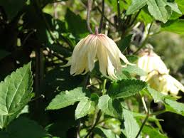 Clematis plants by sarah raven. Early Spring Flowering Clematis For Your Garden Ken Black Clematis