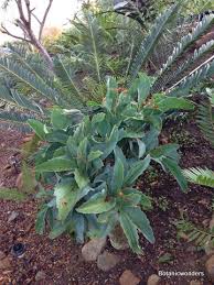 Image result for Cyphostemma schlechteri