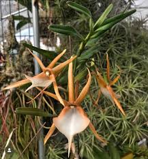 Image result for Angraecum