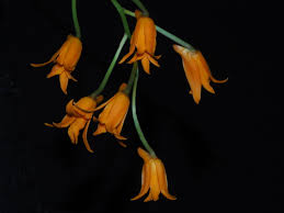 Image result for Schlechterella