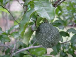 Image result for Monodora junodii