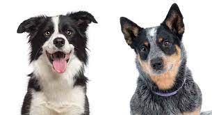 Borgi raceinformation, hvalpeomkostninger og mere. Blue Heeler Border Collie Mix Could This Be The Perfect Dog For You